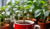 포스코이앤씨, 커피박 활용한 친환경 조경 토양개량제 개발